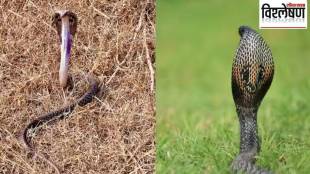 Research finds new species of king cobra