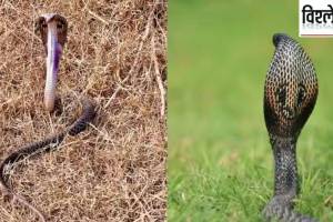 Research finds new species of king cobra