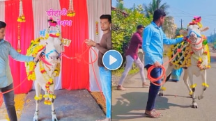 cow dohale jevan program celebrated in village video viral on social media