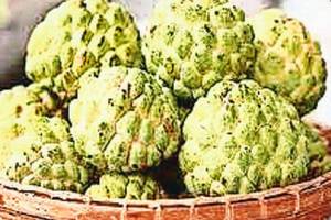 benefits of custard apple cultivation