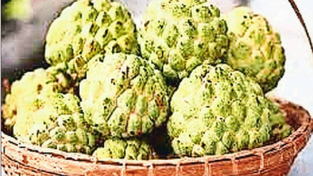 benefits of custard apple cultivation