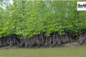 How harmful is the destruction of the cypress forests on the Vasai and Palghar coasts for the environment