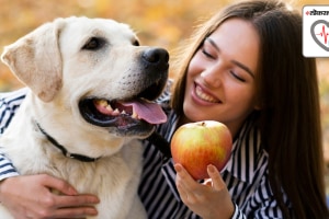 Feeding fruits to dog is okay or not which fruits should be fed to dogs know from experts