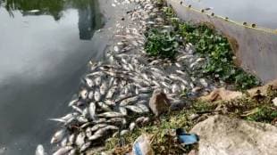 fish die due to polluted water in miraj