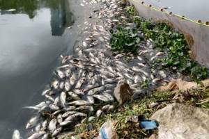 fish die due to polluted water in miraj