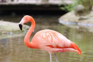 Flamingo habitat Navi Mumbai, DPS pond ,