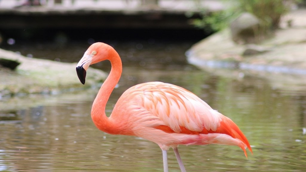 Flamingo habitat Navi Mumbai, DPS pond ,