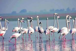 Kandalvan Cell takes cognizance of complaint regarding flamingo drone filming Mumbai print news