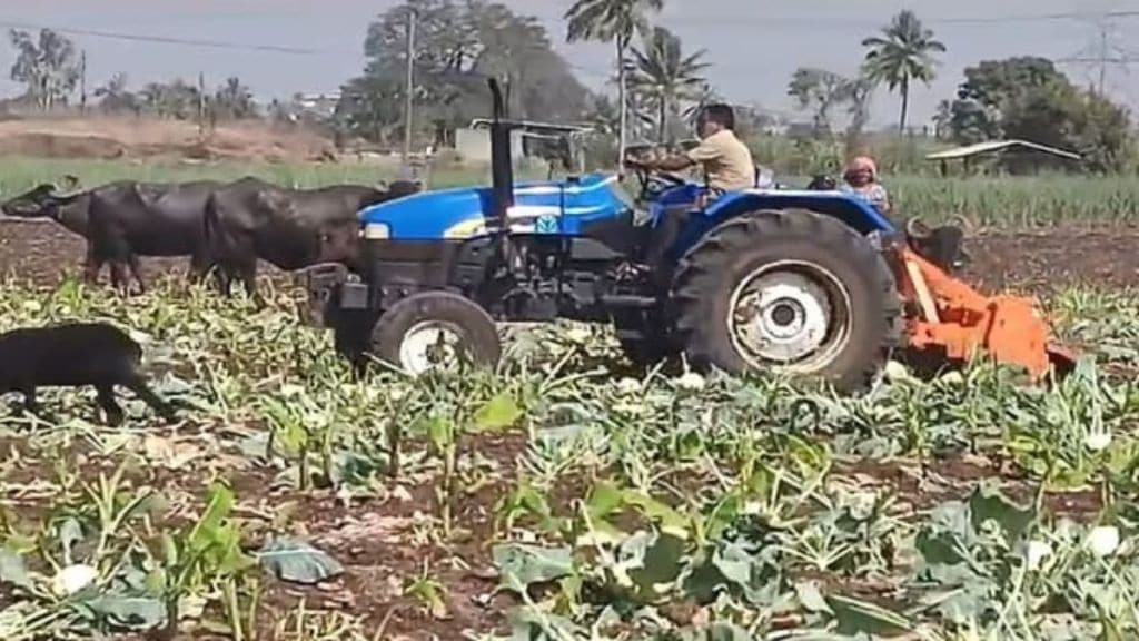 Tractors were used in Kolhapur to destroy entire flower crop due to falling prices