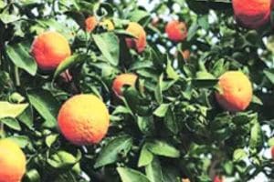 Bogus applications in fruit crop insurance scheme