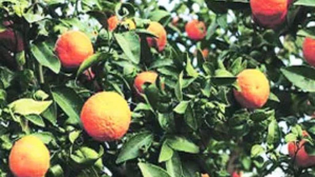 Bogus applications in fruit crop insurance scheme