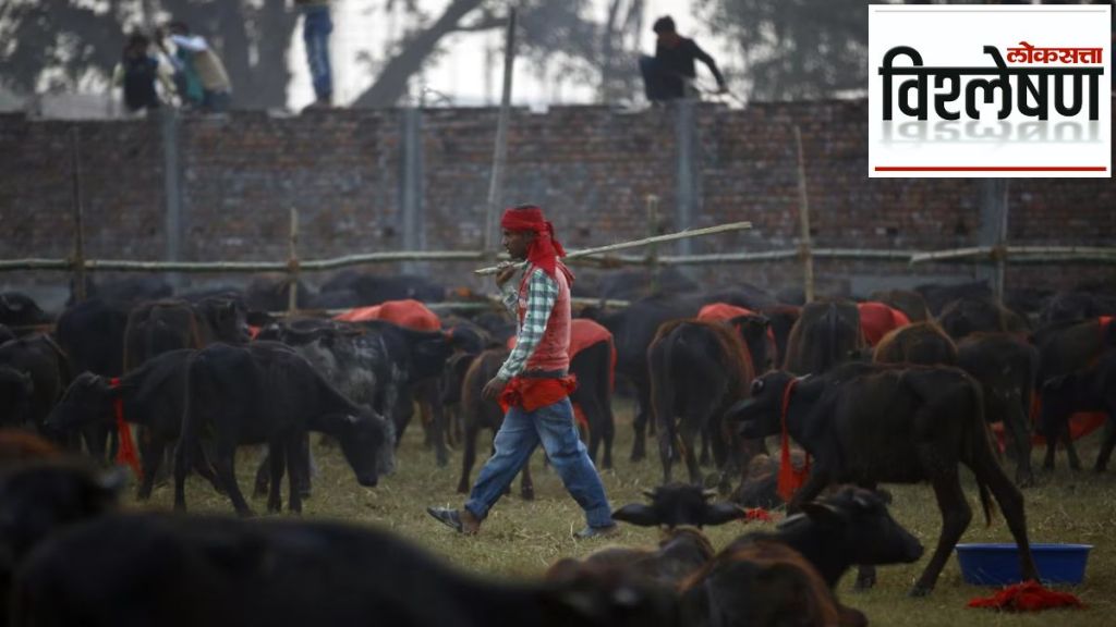 gadhimai festival in nepal animal slaughtered