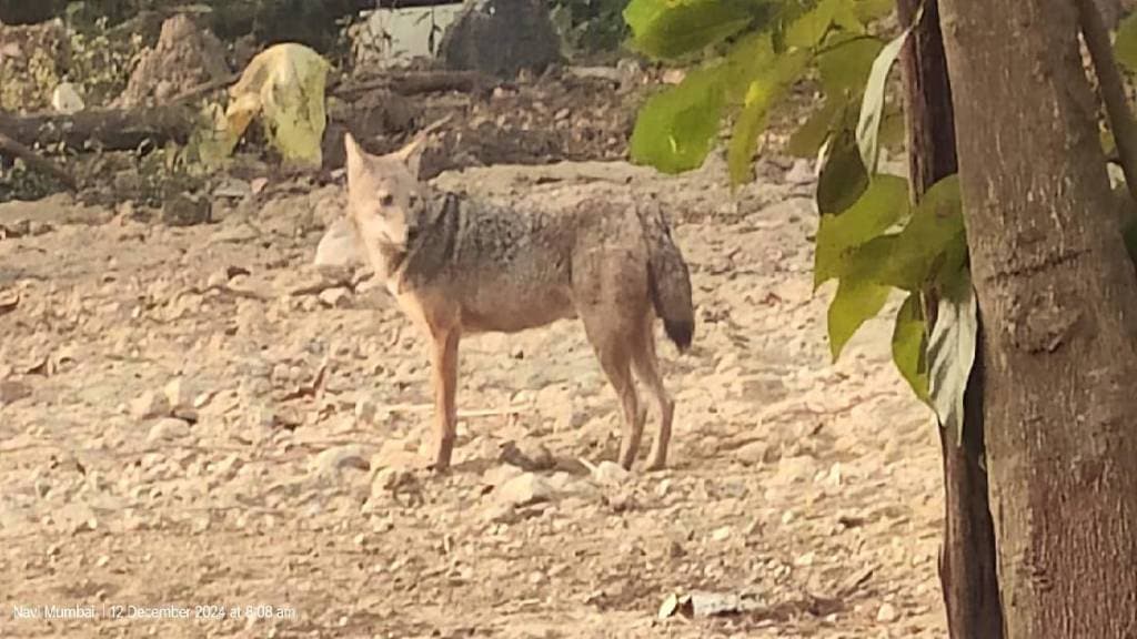 A young man was attacked by a crushed fox in Chembur on Tuesday amid incidents of clashes between golden foxes and stray dogs