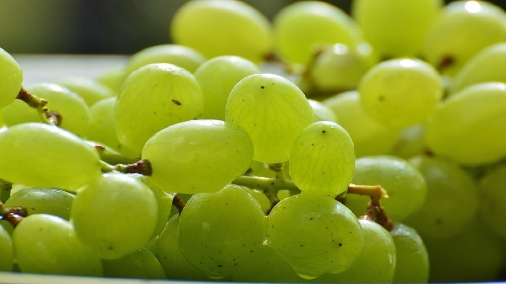 Nashik grape, grape cracking, Nashik cold,