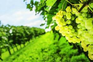 Traders cheat 1200 grape growers of Rs 47 crore nashik news