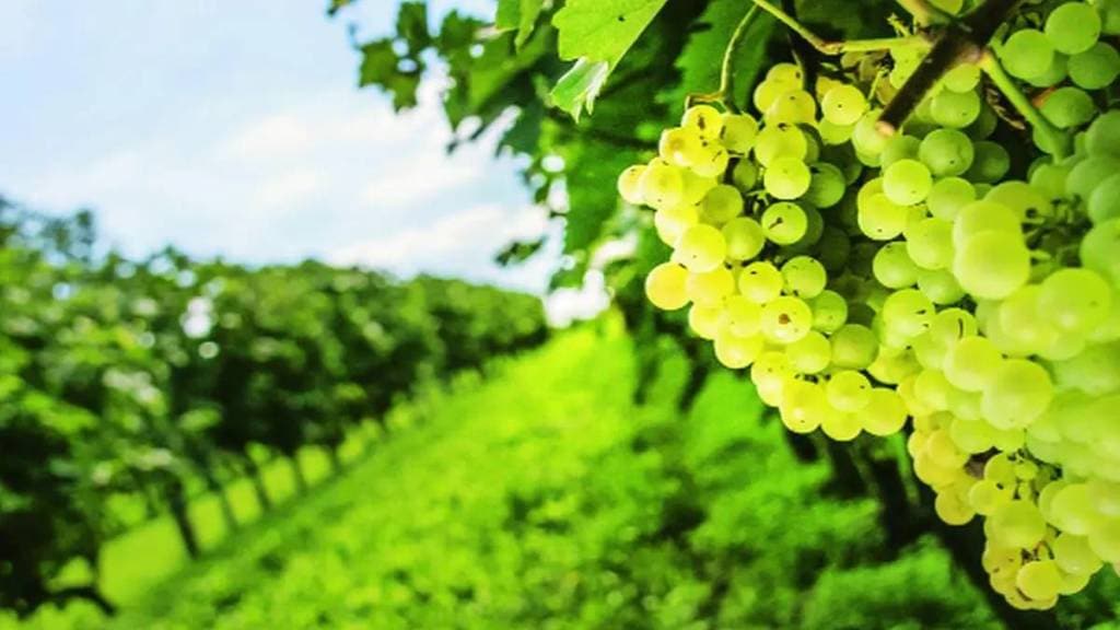 Traders cheat 1200 grape growers of Rs 47 crore nashik news