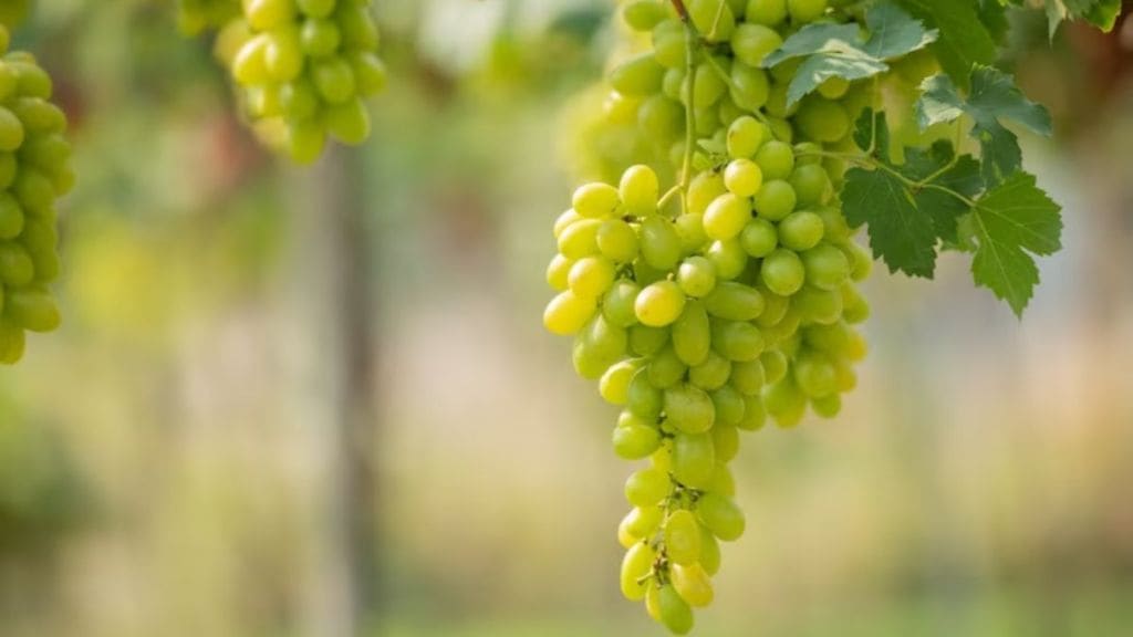 Those who help grape traders in fraud are also criminals