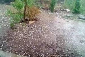 thundershower and rain forecast in the state between December 27 28 Nagpur news Rgc 76 amy 95