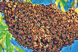 Manghar Transformation into India First Honey Village in crisis