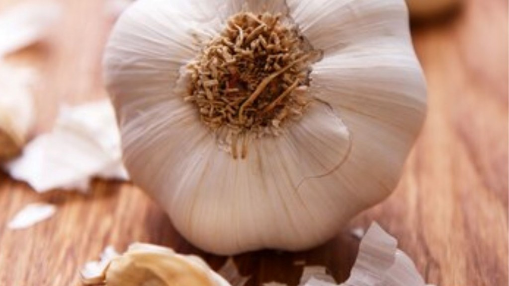 garlic