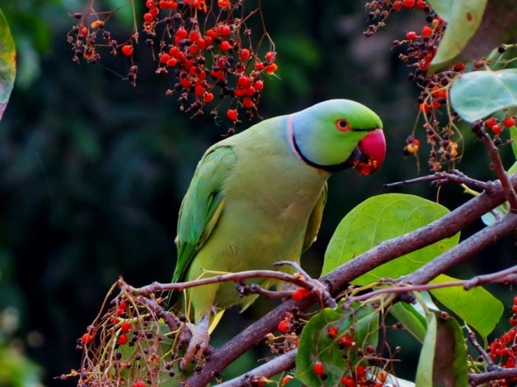 Bacterial infections from birds