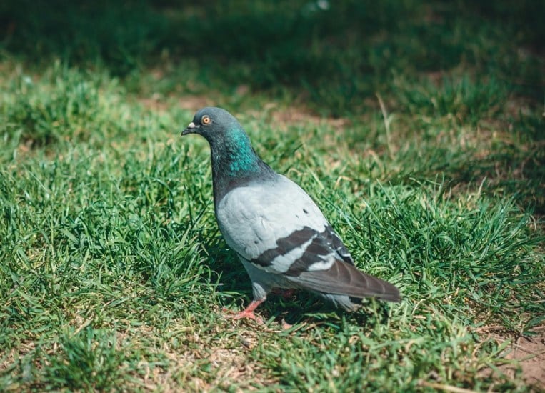 Bird Diseases