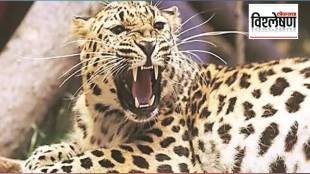 Will neutering leopards stop human leopard conflict