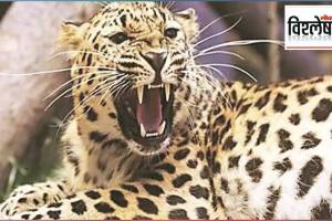 Will neutering leopards stop human leopard conflict