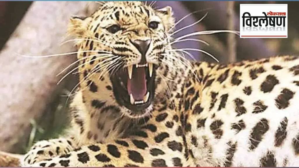 Will neutering leopards stop human leopard conflict