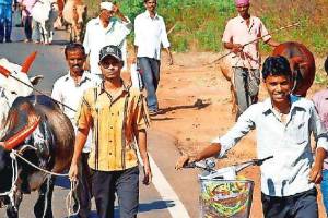 The tradition of gaapalan in the village of Achra near Malvan