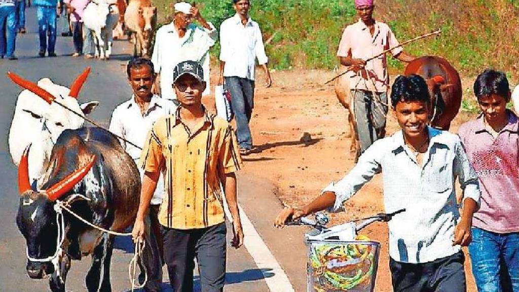 The tradition of gaapalan in the village of Achra near Malvan