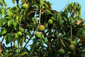 Unique code option to curb bogus sale in the name of Devgad Hapus mango