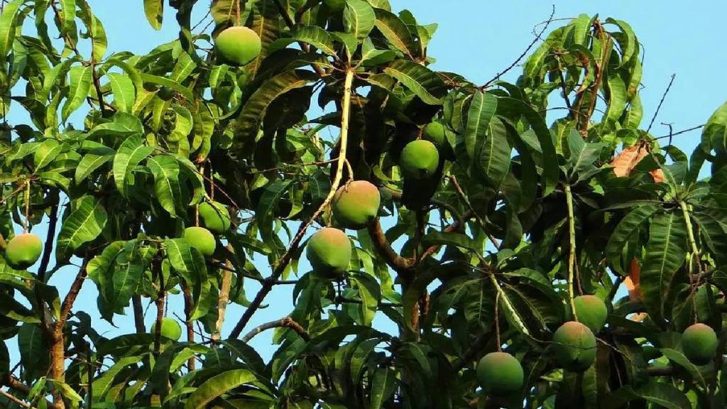 Unique code option to curb bogus sale in the name of Devgad Hapus mango