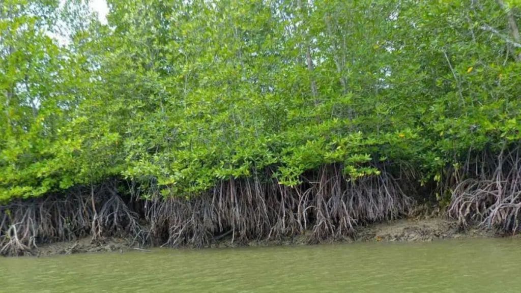 Case registered against unknown persons for destroying mangroves in Thane