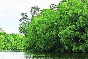 mangrove on 93 hectares of forest land destroyed in thane