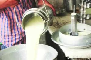 Cow milk subsidy of Rs 57 crores to farmers in Satara news