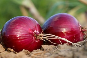 onion prices Nashik, falling onion prices,