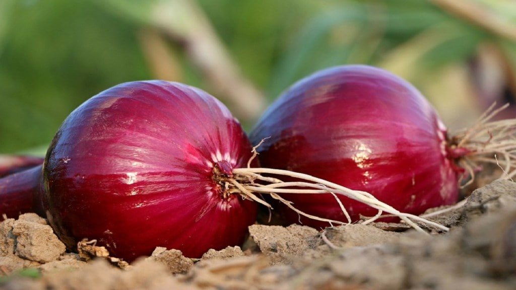 onion prices Nashik, falling onion prices,