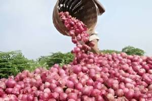 Onion purchased by NAFED and NCCF under the central government price stabilization scheme is not for sale in the market Mumbai news