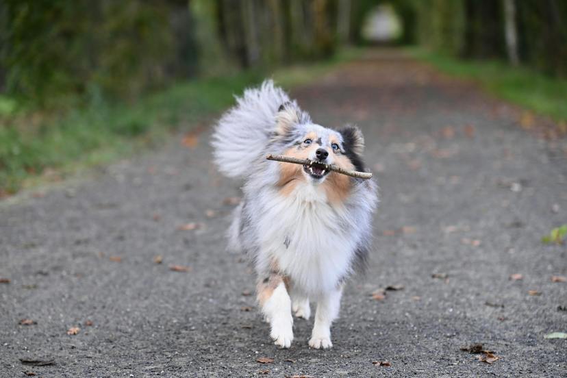 5 breeds of smartest dogs in the world you need to know