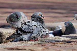 Massive increase in the number of pigeons and doves Pune print news