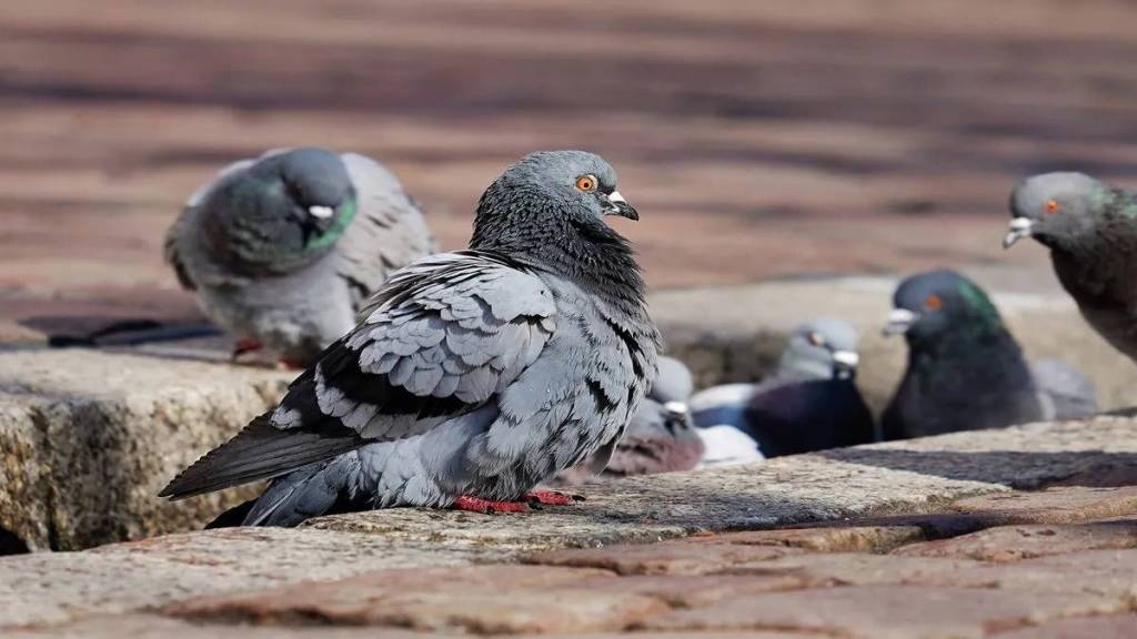 Massive increase in the number of pigeons and doves Pune print news