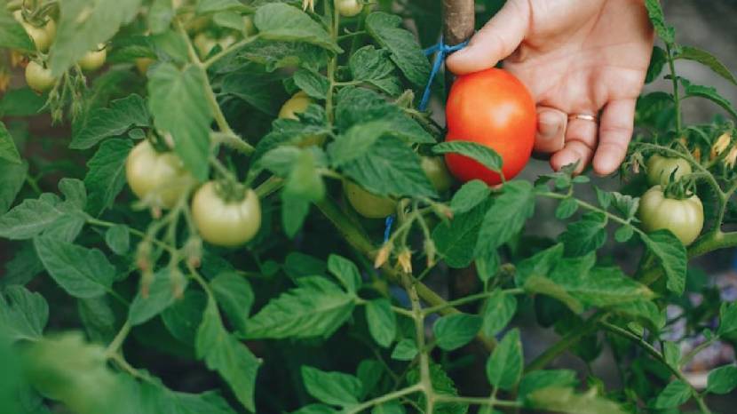 plant them indoors in seed trays 6 to 8 weeks before the last frost date