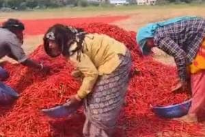 Prices will increase due to reduced arrival of chillies Nandurbar news