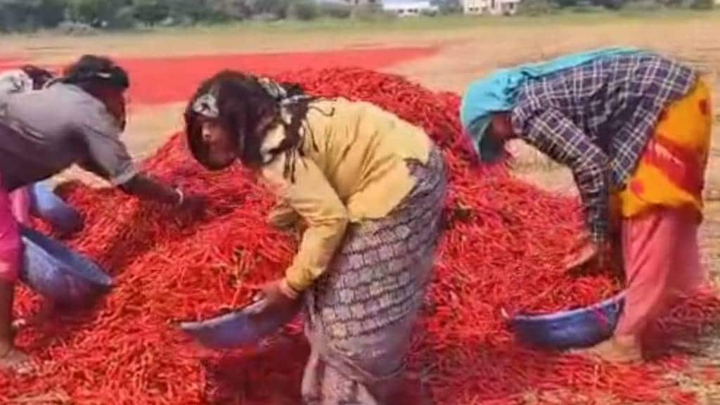 Prices will increase due to reduced arrival of chillies Nandurbar news