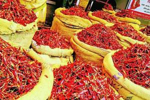 red chilli prices likely to be expensive due to decrease in chilli production