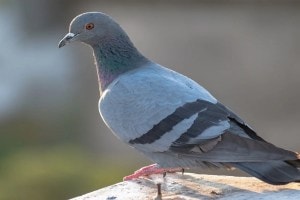 Rock dove bird pune, Rock dove, Municipal Corporation pune, pune,