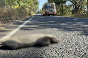 Four rare silver bears die in accident on Chandrapur Mool highway