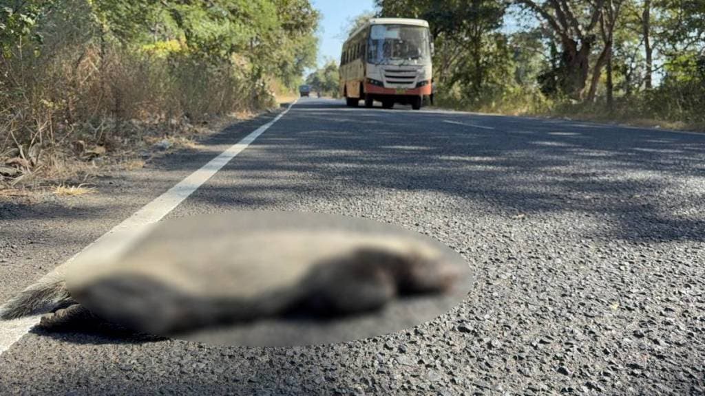 Four rare silver bears die in accident on Chandrapur Mool highway