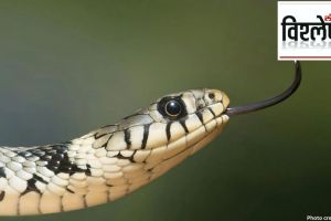 snake bites disease